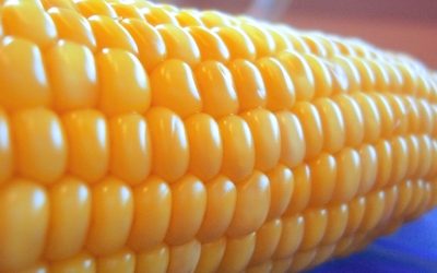 What are GMOs and how do they impact us?