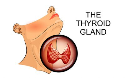 Your Thyroid Gland: Small but Mighty